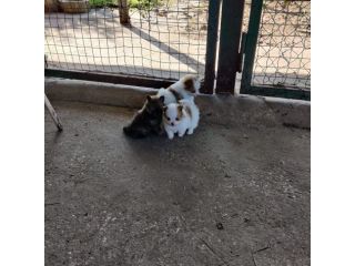 Cuccioli di Volpino della Pomerania Toy