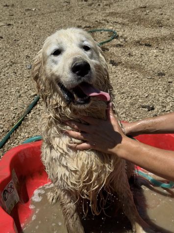 MARLON, magnifico mix GOLDEN RETRIEVER! - Foto 4