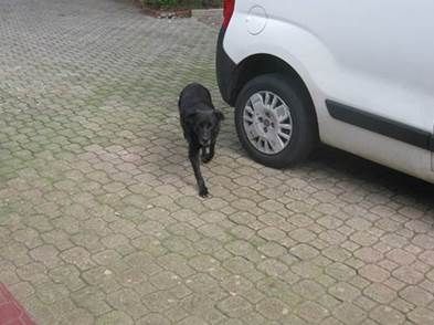 BENEDETTA, dolce cagnolina - Foto 3
