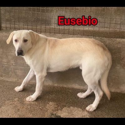 ERIBERTO, EUSEBIO, ERCOLE, CAGNOLINI IN ADOZIONE - Foto 10
