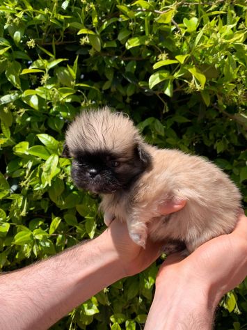 Cuccioli di Pechinese - Foto 6