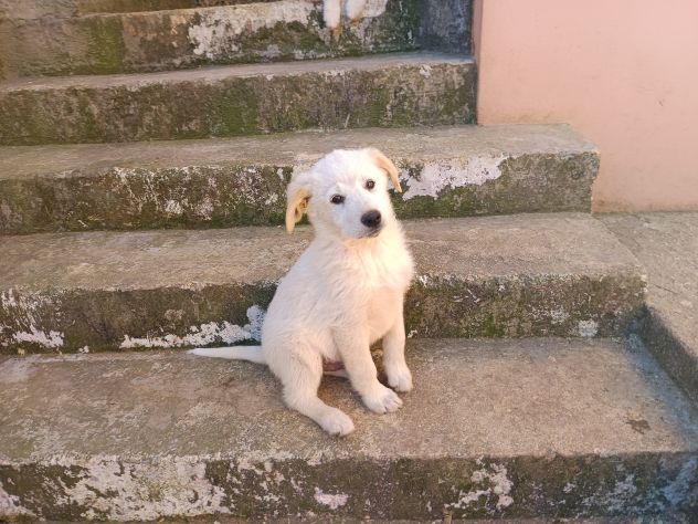 Regalo cuccioli - Foto 3