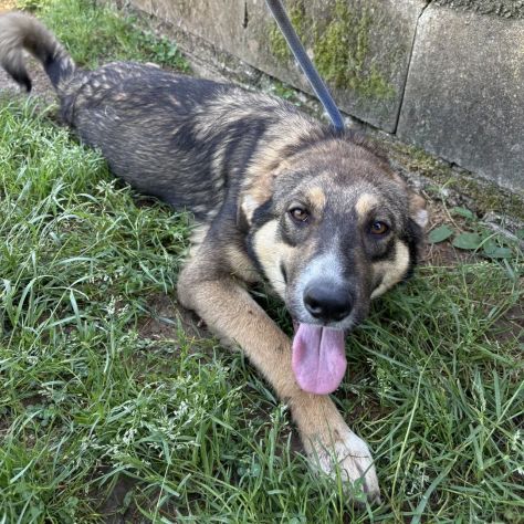JHONNY DOLCISSIMO E GIOIOSO CUCCIOLO IN ADOZIONE - Foto 3