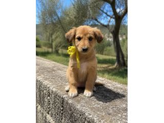 Regalo cuccioli taglia medio piccola