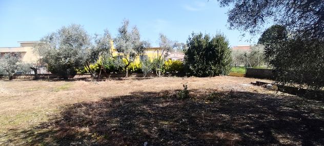 Laurentina - Monte Migliore 2 terreni (Edificabile e agricolo). Imperdibili !!! - Foto 6