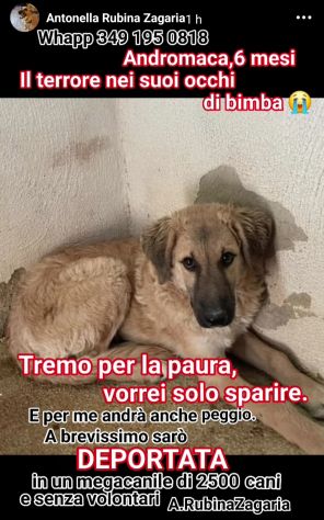 ANDROMACA CUCCIOLA IN ADOZIONE - Foto 3