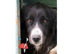 CANE IN ADOZIONE: GEORGIE.