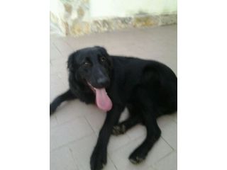 NERO, meraviglioso cucciolone mix setter