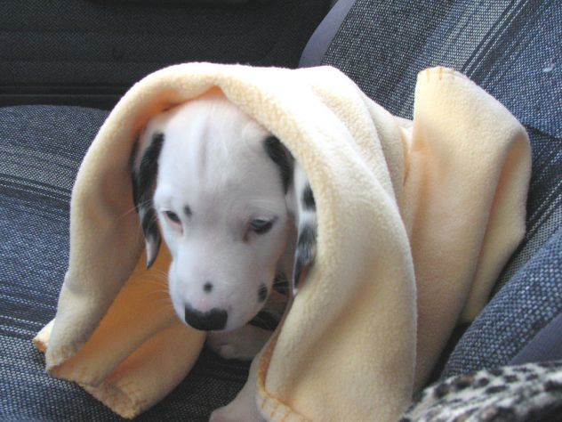 CUCCIOLI DALMATA CON PRESTIGIOSO PEDIGREE - Foto 2