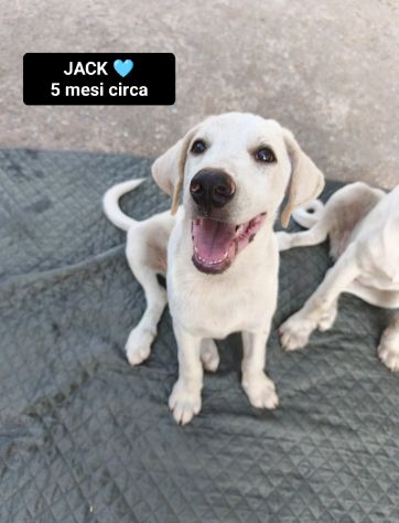 JACK, ATHENA, ARES, MINERVA ed ERCOLE, 5 MESI: CERCANO CASA! - Foto 4