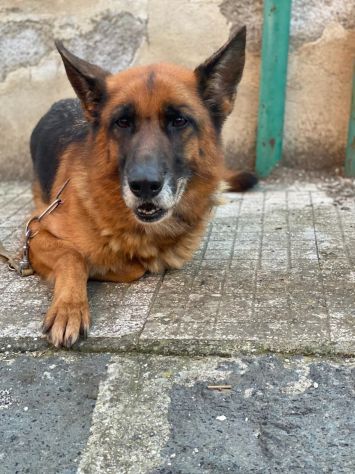 Pastore Tedesco femmina 5anni e 1/2 educata rimasta sola.MESSINA - Foto 6