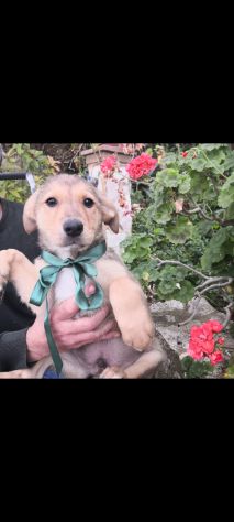 Regalo meravigliosi cuccioli incrocio labrador 2mesi - Foto 4