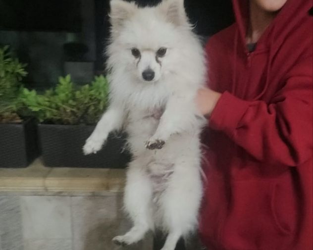 Bubu: 2 anni, 3 kg, socievole - Foto 2