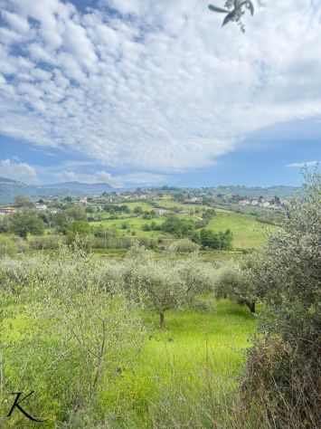 Laureana Cilento – terreno agricolo con 400 piante di ulivo - Foto 4