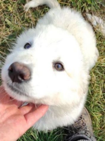 NINFA, meravigliosa tenerezza, cagnolina in adozione, tg media. - Foto 2