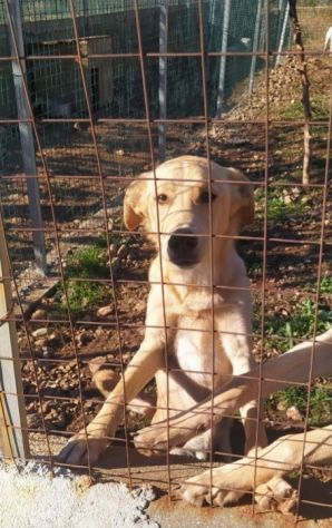 Speck 2anni dal recinto al canile! CALABRIA SOS