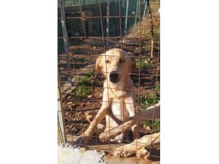 Speck 2anni dal recinto al canile! CALABRIA SOS