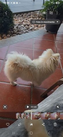 Volpino di pomerania/chihuahua femmina - Foto 3