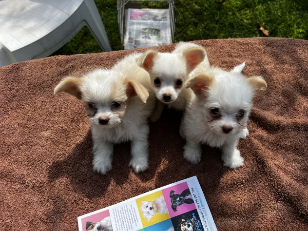 Cuccioli di incrocio Maltese X Chihuahua - Foto 2