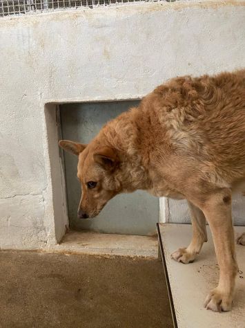 ROSITA ADDOLORATA PRIVATA DELLA LIBERTÀ CANE IN ADOZIONE