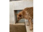 ROSITA ADDOLORATA PRIVATA DELLA LIBERTÀ CANE IN ADOZIONE
