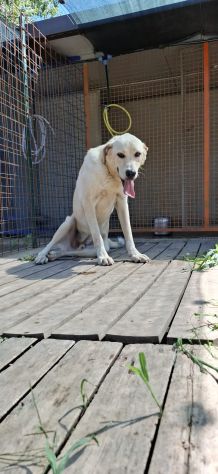 CREMINO - simil labrador di 1 anno e mezzo - Foto 6
