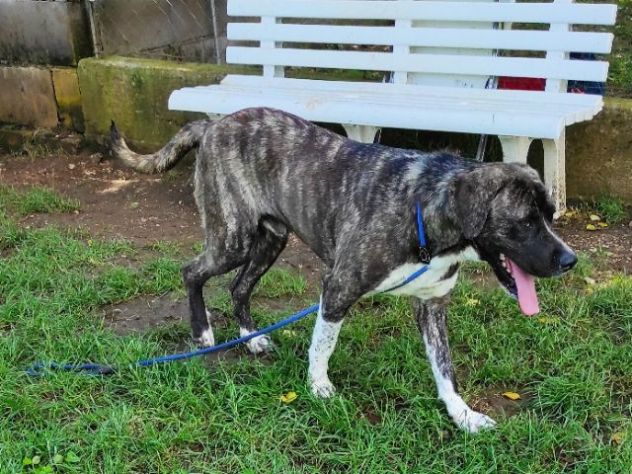 CANE IN ADOZIONE: ZENO, nato a marzo 2022 - Foto 9