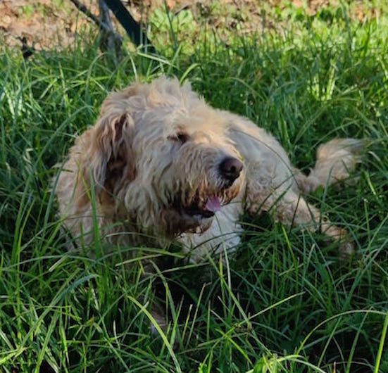 Trullo lagotto - Foto 4