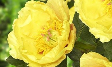 Semi peonie doppie - Foto 3