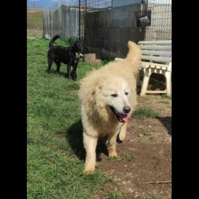 STANNO CRESCENDO IN CANILE; MERITANO UNA VITA . GIOVANI CAGNOLINI IN ADOZIONE - Foto 5