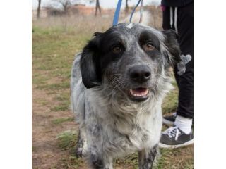 ASSO, affettuosissimo cagnolino