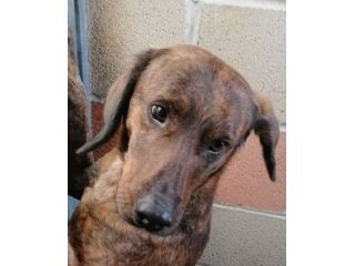 RUDY, CAGNOLINO IN ADOZIONE