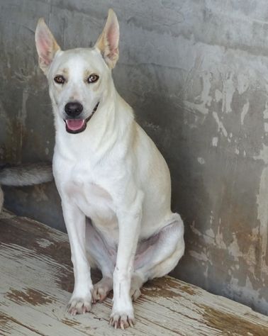 WHITE una vita buttata, simil pastore svizzero cane in adozione tg media - Foto 4