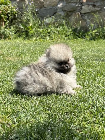 Cuccioli volpino pomerania toy - Foto 3