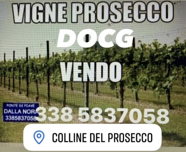 VIGNETO DI PROSECCO DOC - Foto 6