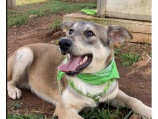 Teseo cucciolo di 1 anno in adozione