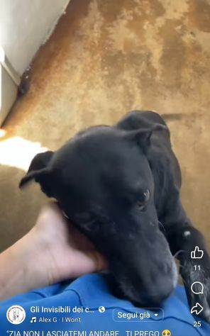 MOZART 15 KG DI BONTĂ€ CAGNOLINO IN ADOZIONE - Foto 4