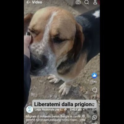 BENNY LA DOLCEZZA, CAGNOLINO BEAGLE ADOZIONE - Foto 3