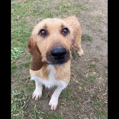 CHESTER SIMIL SPINOCINO CANE IN ADOZIONE TG MEDIO CONTENUTA - Foto 2