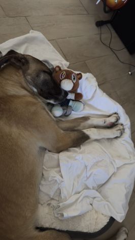 Cucciolo di 10 mesi - Foto 3
