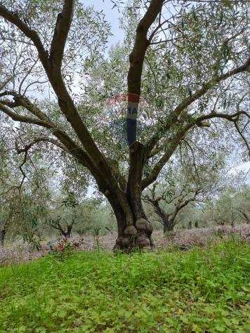 Terreno in vendita a Caltagirone, Santo Pietro - Foto 2