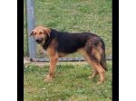 EGGY una foto per una vita, CANE IN ADOZIONE