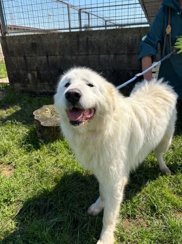 GAUDÌ -orsacchiotto travestito da cane- - Foto 5