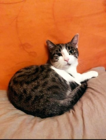 GATTI ANZIANI - Foto 5