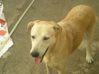COMUNE, dolce mix labrador URGENTE