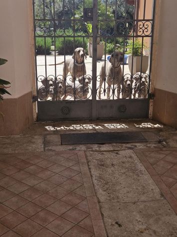 Meravigliosi Cuccioli di Weimaraner con Pedigree ENCI - Foto 6