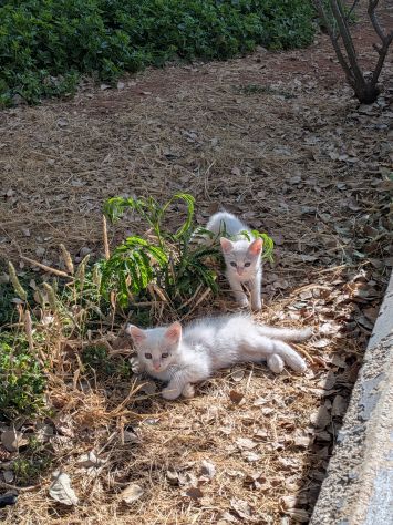 Regalo gatti - Foto 2