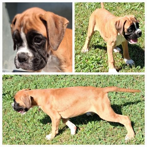 boxer cucciolo