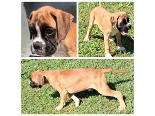 boxer cucciolo