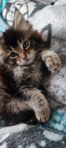 Maine coon - Foto 2